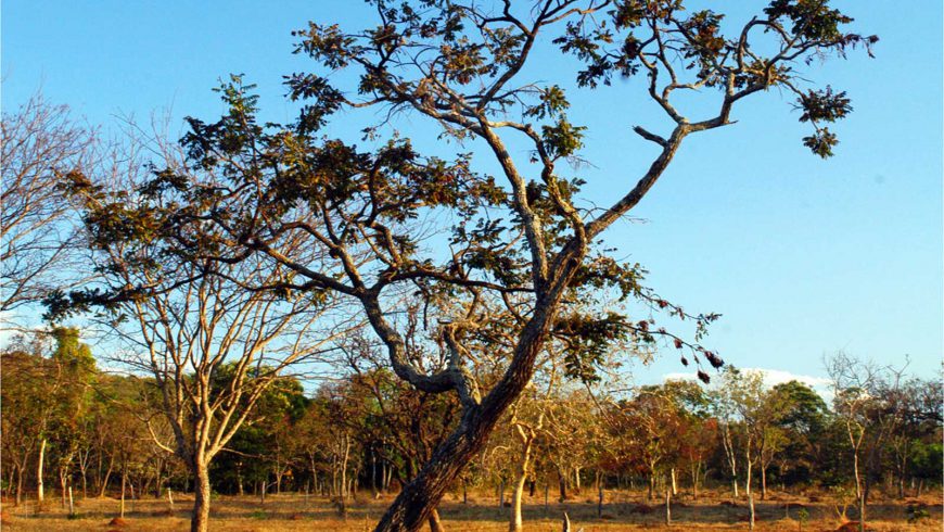 Policies mix can avoid extinctions of historic proportions projected for the Cerrado, shows a study coordinated by Brazilians, published in Nature Ecology and Evolution