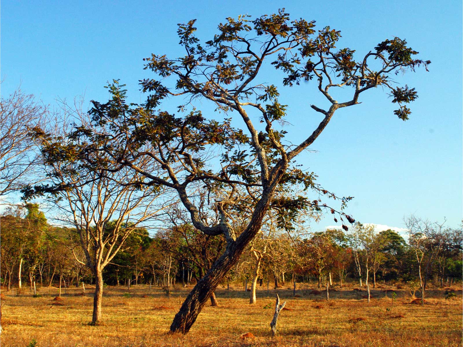 Policies Mix Can Avoid Extinctions Of Historic Proportions Projected For The Cerrado Shows A 5483