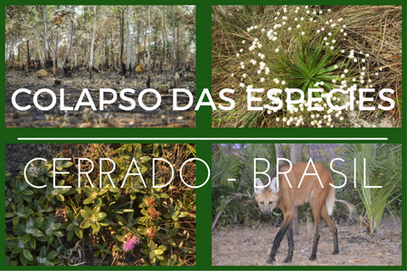 Bernardo Strassburg fala do avanço do desmatamento no Cerrado em artigo do Observatório Eco – Direito Ambiental. Confira o artigo que tem como referência “Moment of truth for the Cerrado hotspot” escrito por pesquisadores do CSRio e parceiros.