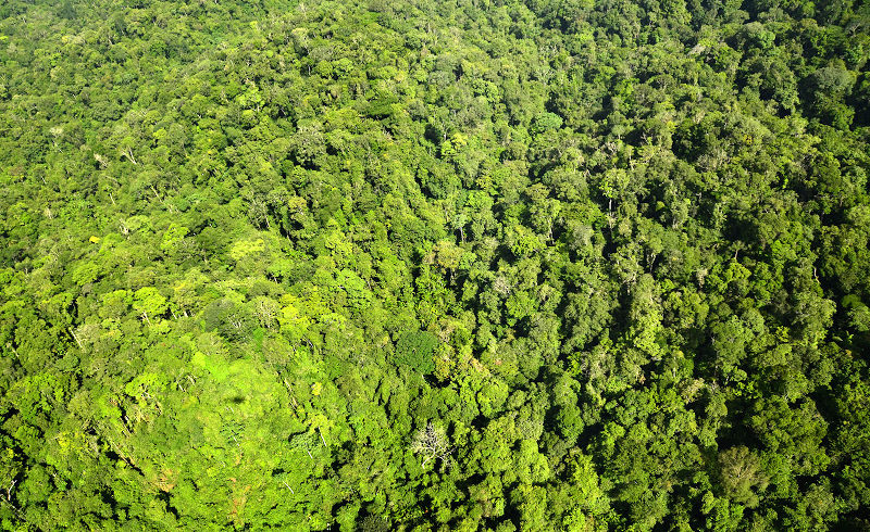 Soil erosion as a resilience drain in disturbed tropical forests