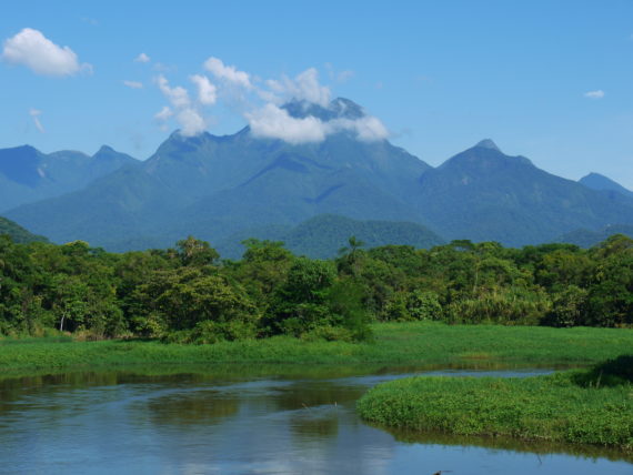 New study reveals that the Atlantic Forest demonstrates the best