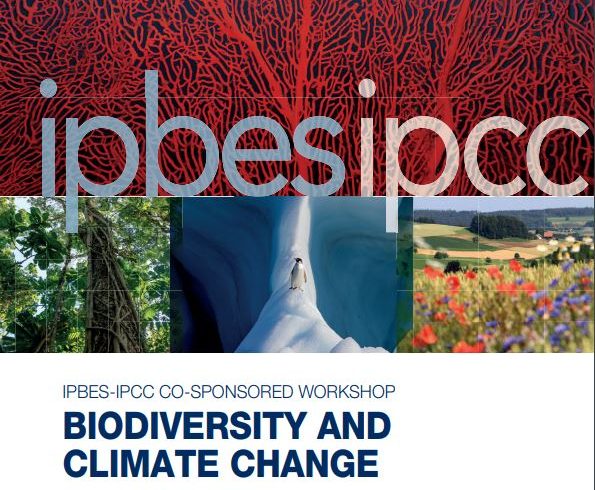 IPBES-IPCC co-sponsored workshop report on biodiversity and climate change